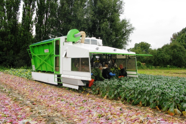 Burdens specialist vegetable machinery tumoba brussel sprout harvesters for sale