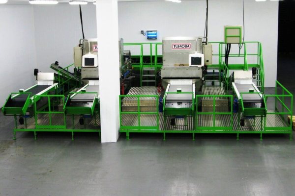 Burdens specialist vegetable machinery tumoba re trimming brussel sprout machine for sale