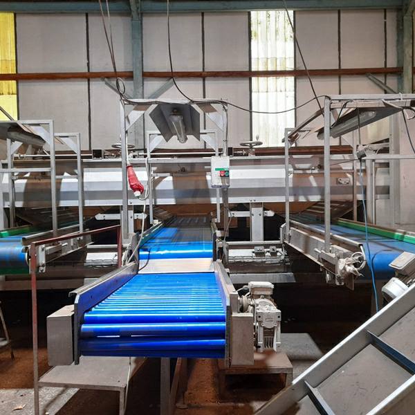 Bruynooghe Sprout Grading Line for Sale UK